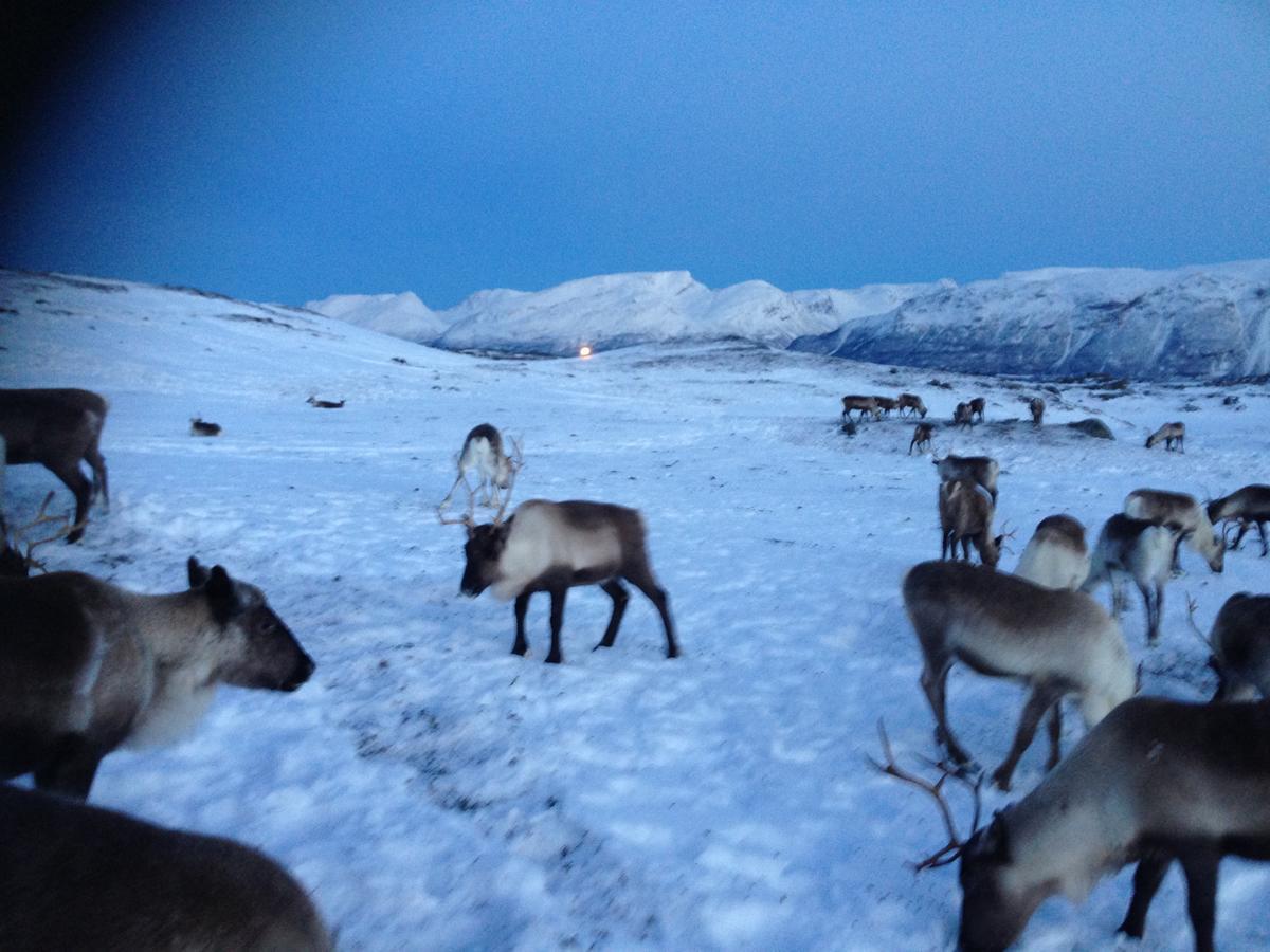 Kjelkebakken Gard Villa Lyngseidet Esterno foto