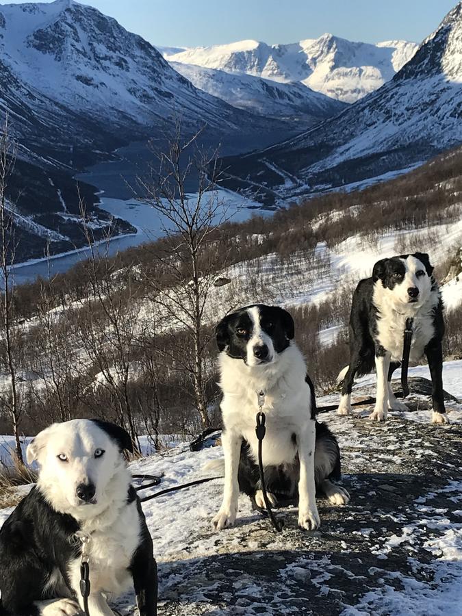 Kjelkebakken Gard Villa Lyngseidet Esterno foto