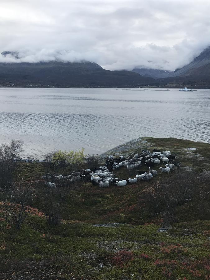 Kjelkebakken Gard Villa Lyngseidet Esterno foto